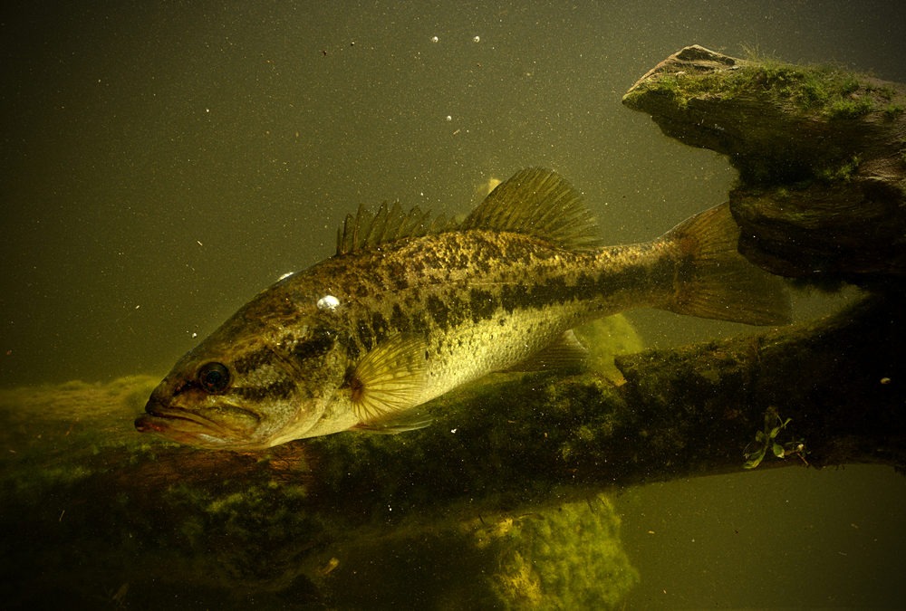 underwater-view-of-bass